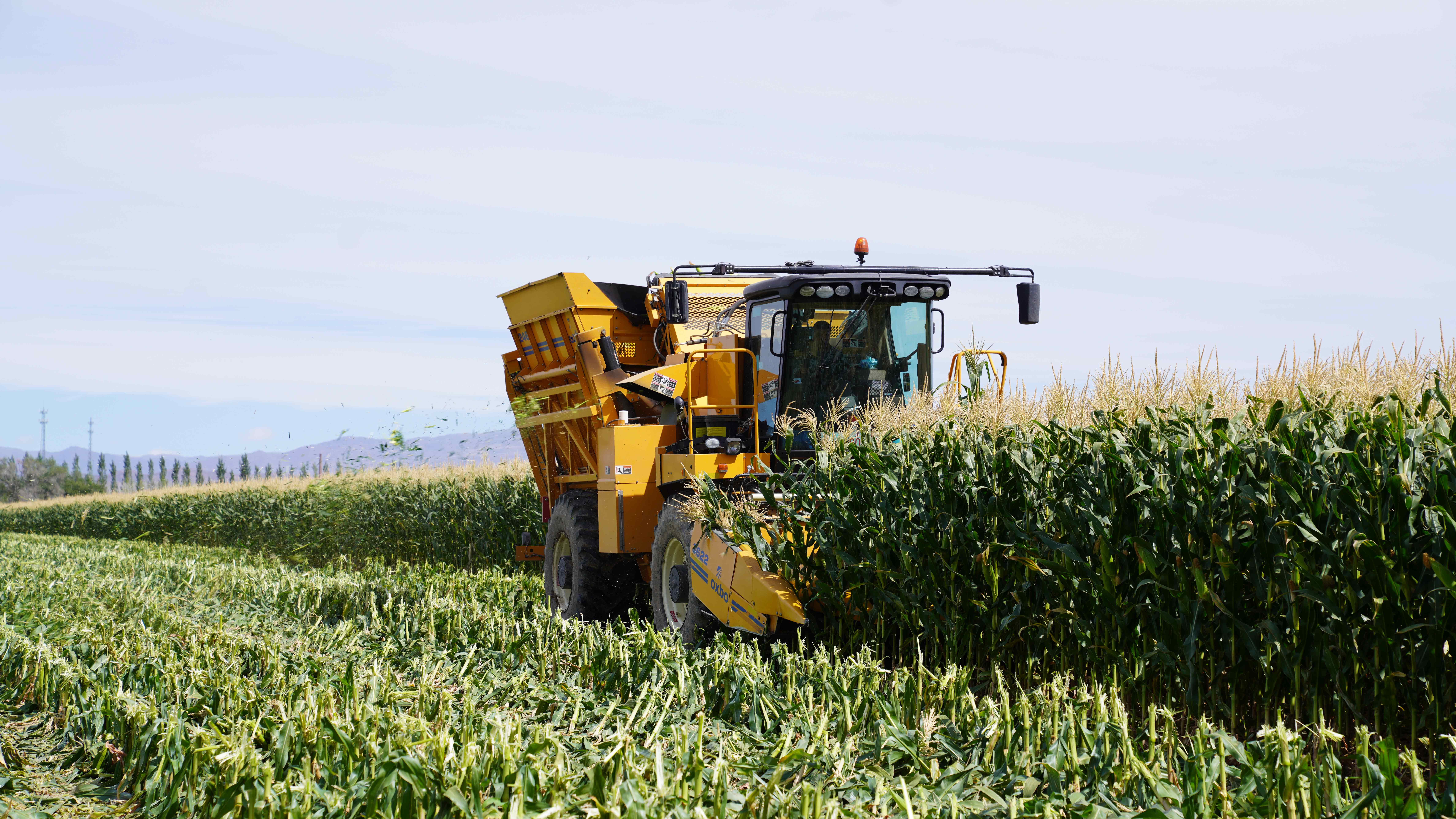 秋收正当时产业兴旺促发展一六四团种植玉米喜获丰收