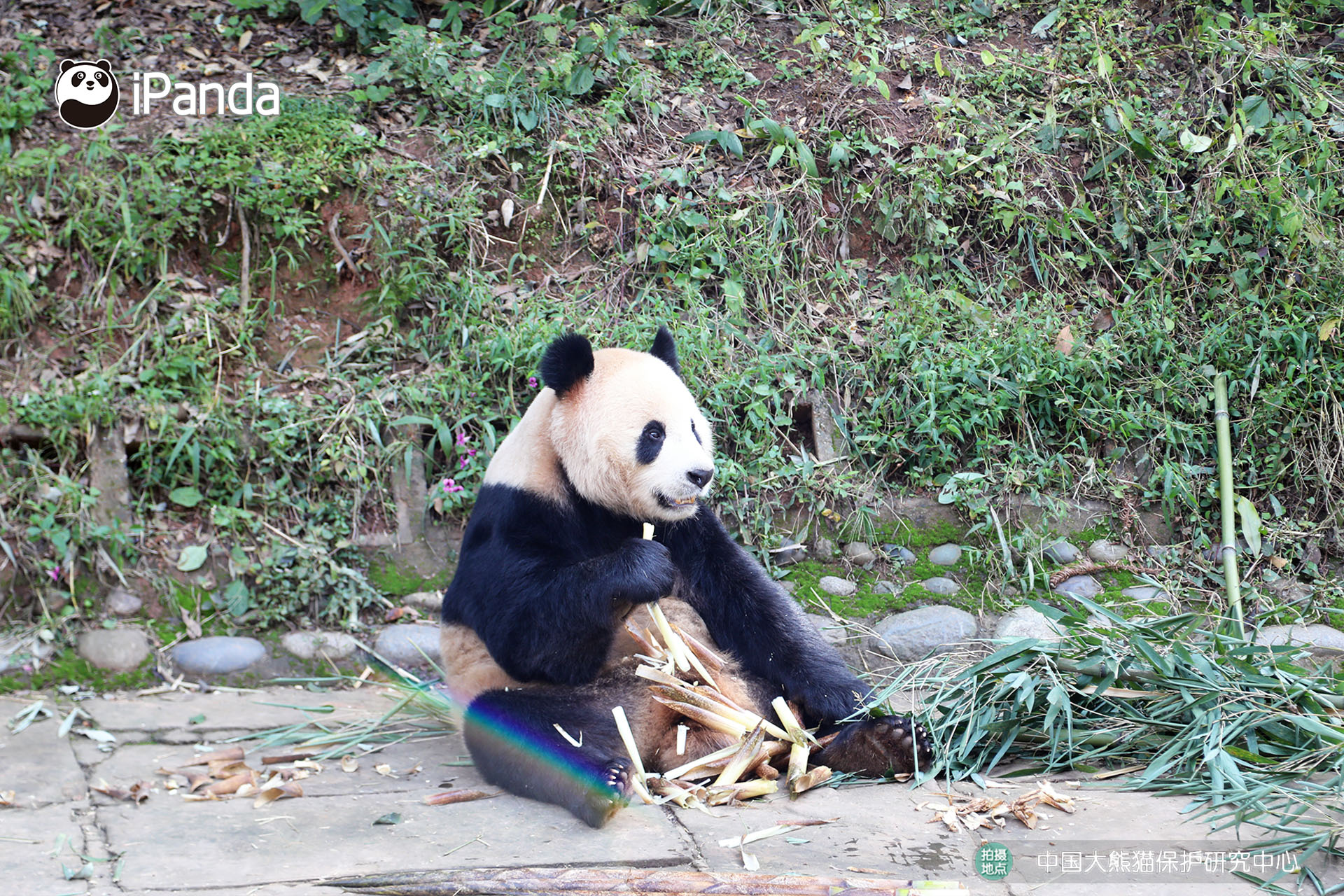 Two giant pandas leaving China for Qatar first time in history_熊猫新闻_熊猫频道