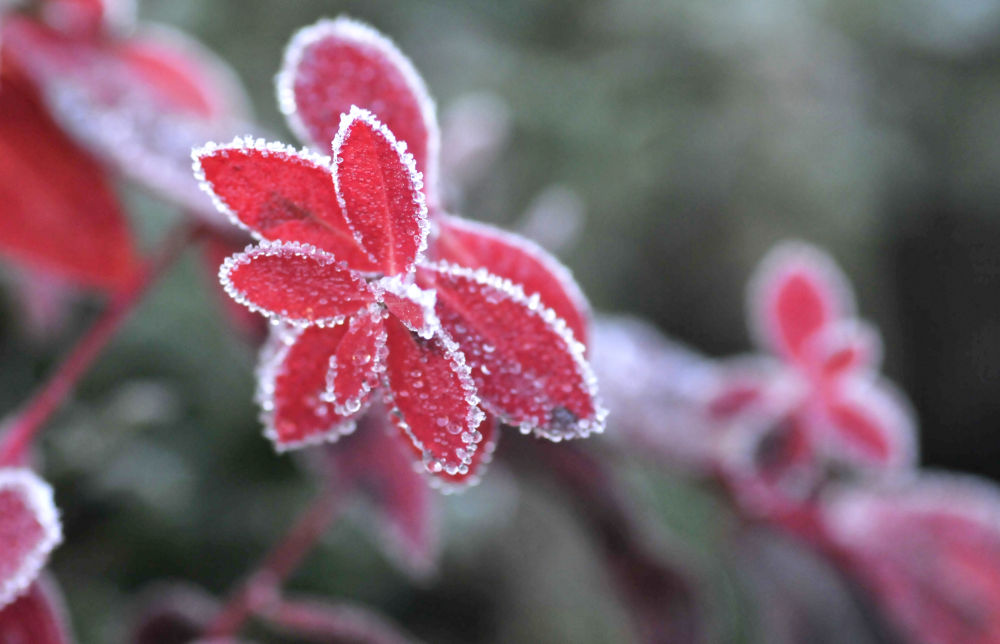 诗意中国｜山明水净夜来霜，数树深红出浅黄