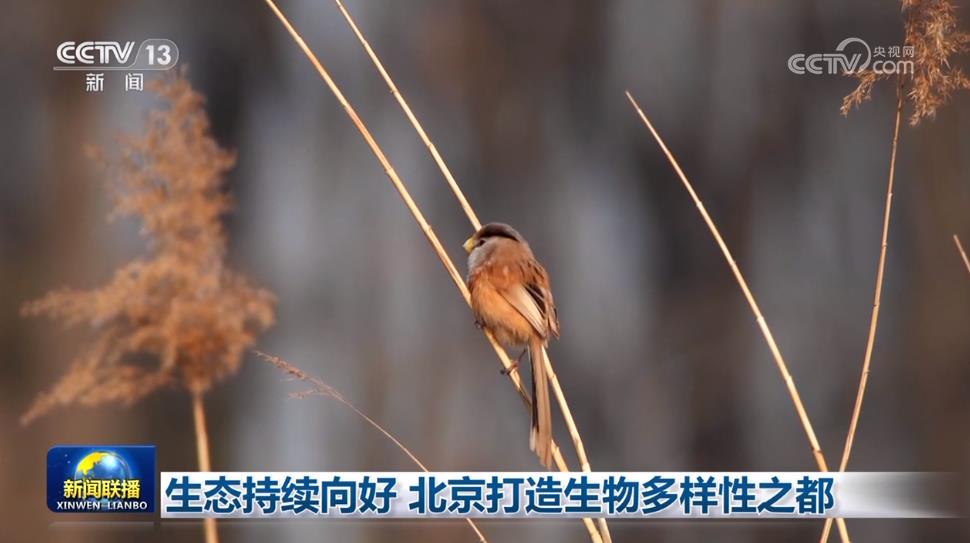 打造生态文明之窗!北京迈向生物多样性之都_新闻频道_央视网(cctv.com)
