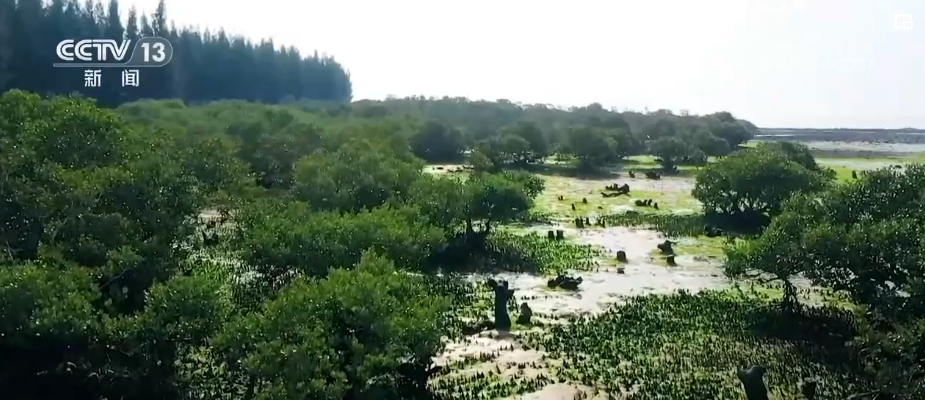 湿地可搞养殖吗