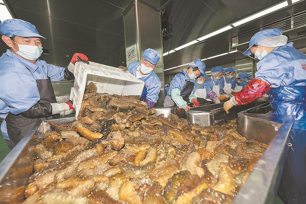 霞浦县溪南镇海域的海参养殖渔排上,渔民忙着下苗,将小海参投入吊笼中