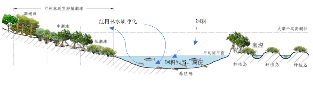 红树林种植-水产养殖生态耦合模式示意图（广东省自然资源厅供图）