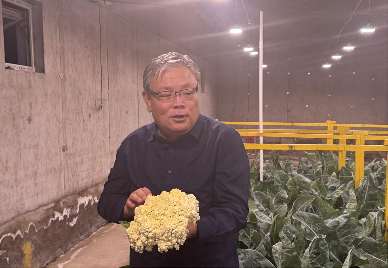 关慧明在介绍蔬菜试验情况