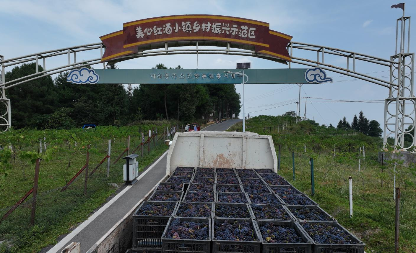采摘好的葡萄装车运输