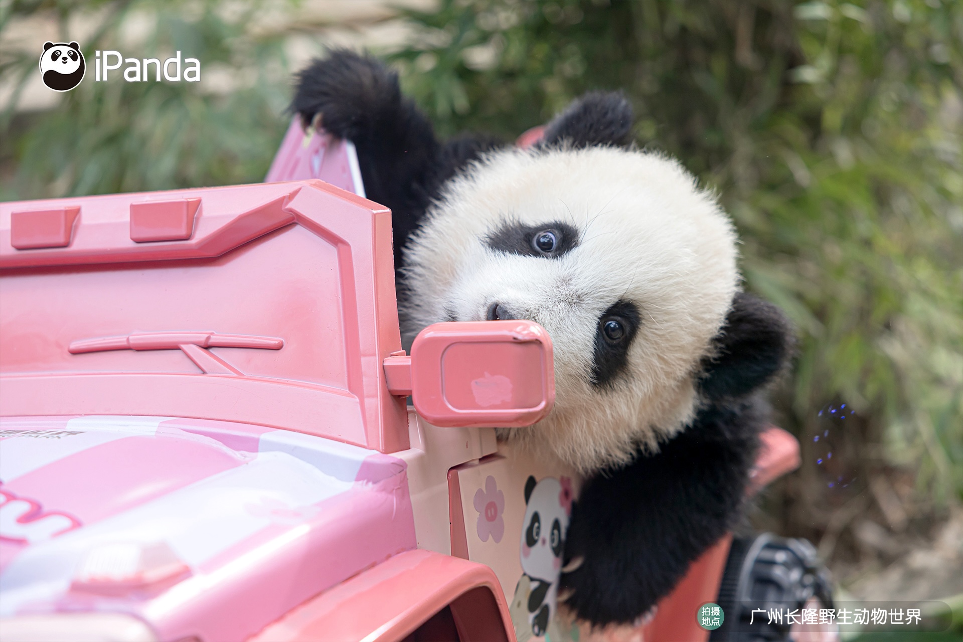 全球唯一大熊猫三胞胎二代“妹猪”满半岁啦！_熊猫频道_央视网(cctv.com), image size:1920x1280