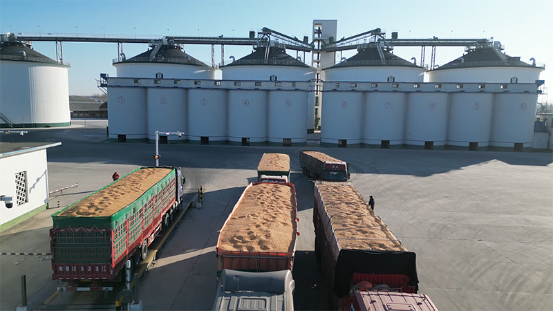 "金色粮仓"守护者: 中储粮玉米增储稳预期 科技创新保粮安