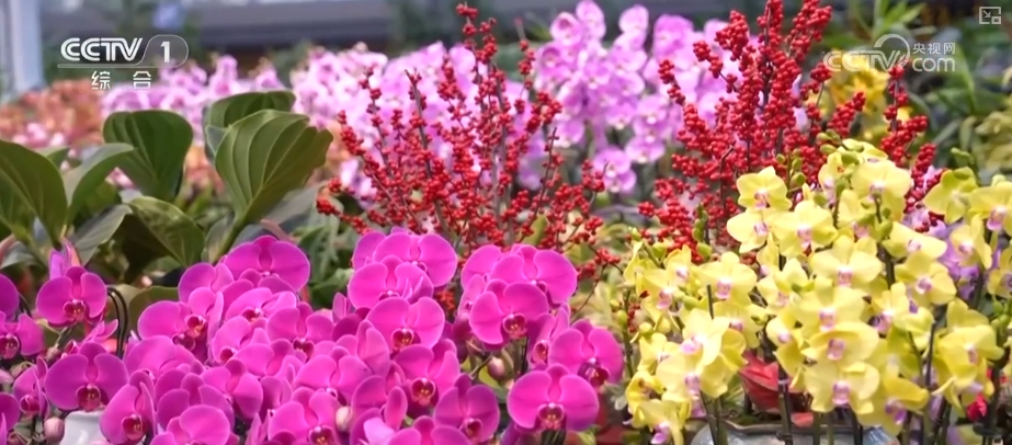 节日市场红红火火，文化味、年味儿……好一幅人间烟火气的“年俗画”