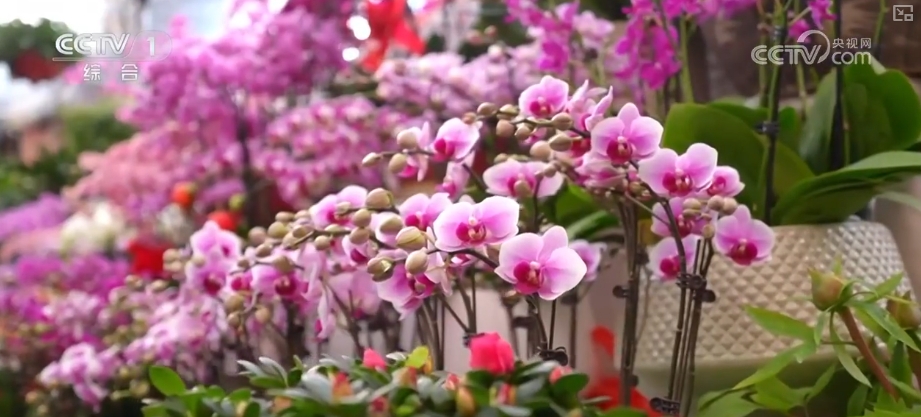 节日市场红红火火，文化味、年味儿……好一幅人间烟火气的“年俗画”