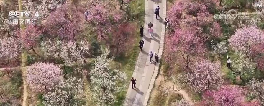 花海如潮暗香浮动吸引八方游客 春日旅游市场提前进入旺季