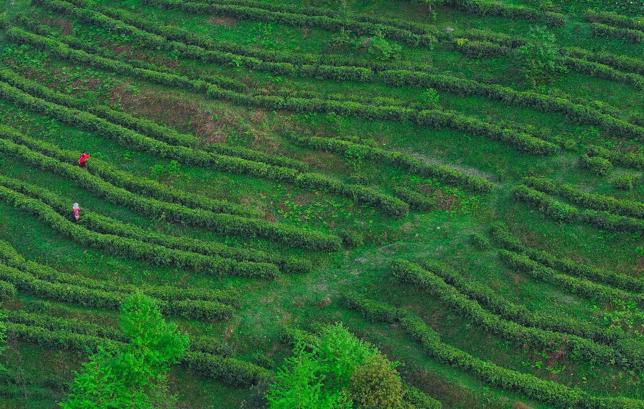 南岳高山茶园（周翔宇/摄）