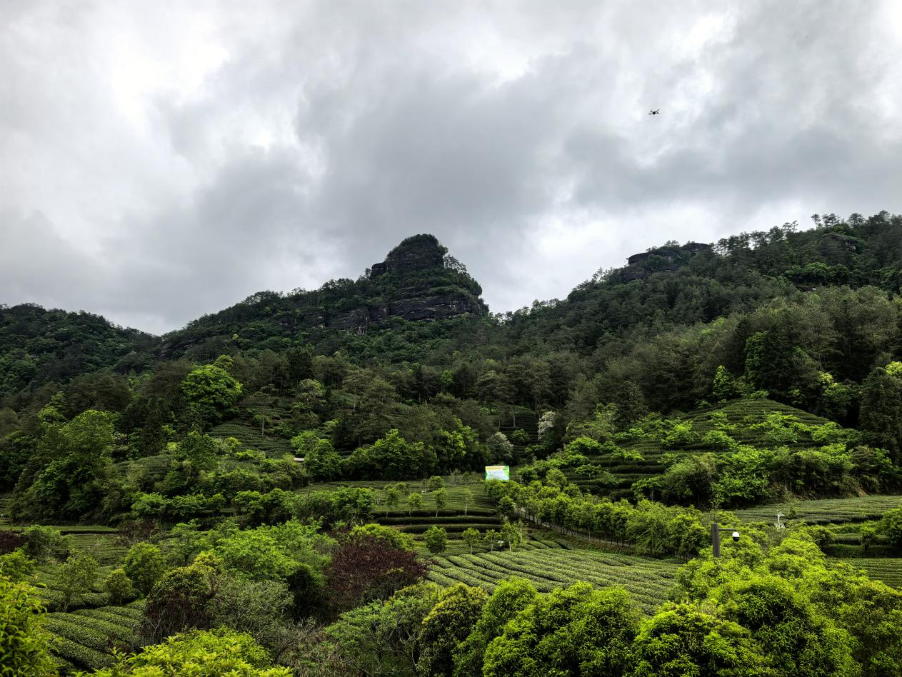 福建省武夷山市燕子窠生态茶园。