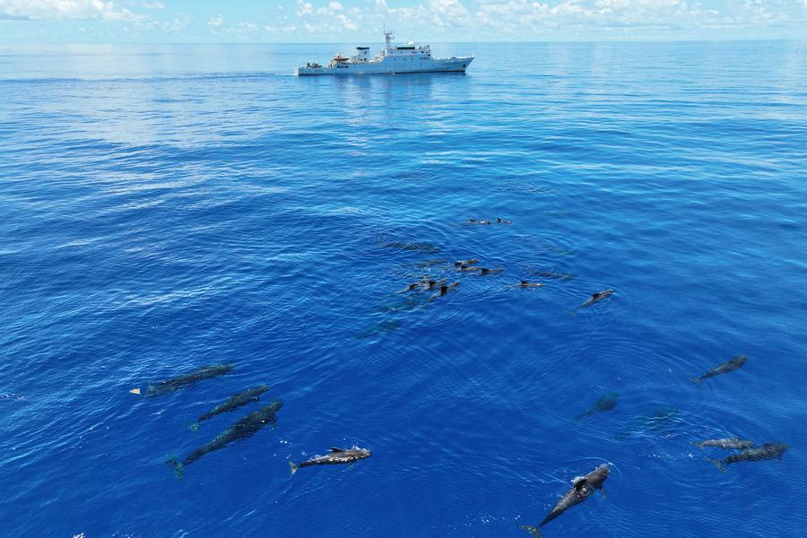 An aerial drone photo shows short-finned pilot whales swimming in the waters east of Hainan Island, south China, July 6, 2024. (Xinhua/Zhang Liyun)