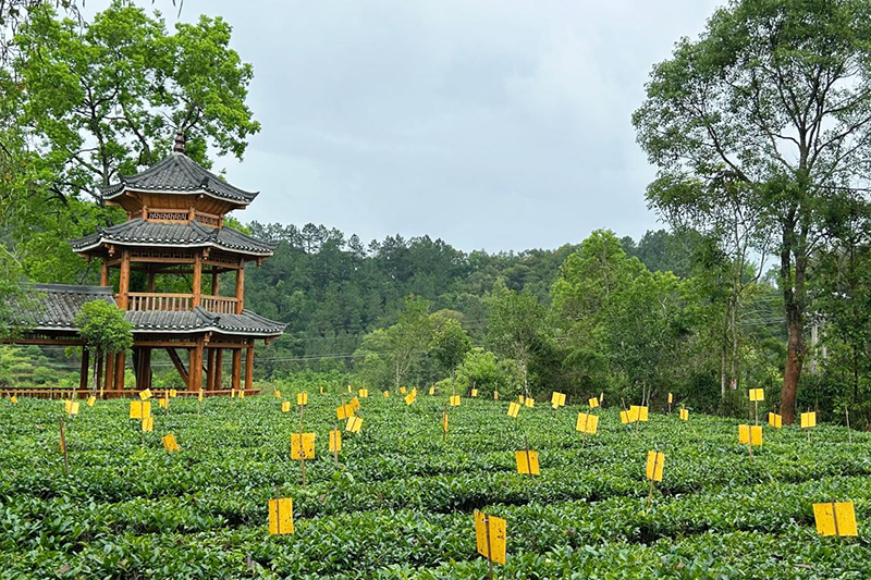 郁郁葱葱的茶园（黄月芬/摄）