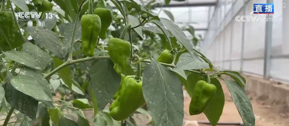 “智慧农业”点亮农旅融合发展 江上“菜篮子”将“流量”变“增量”