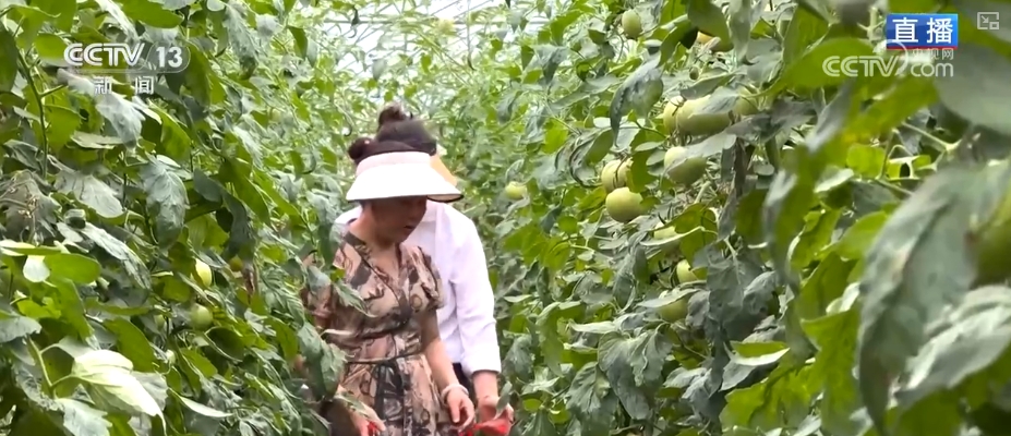 “智慧农业”点亮农旅融合发展 江上“菜篮子”将“流量”变“增量”
