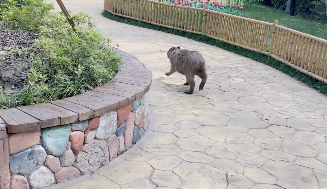 流浪两个月，卡皮巴拉回来了！网友：给园长省钱了