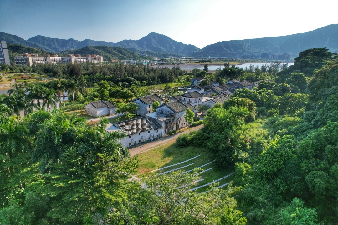 深圳市坝光银叶古树群
