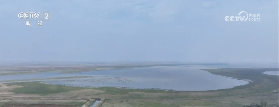 秋日湿地尽显勃勃生机候鸟蹁跹绘就大美中国生态图景