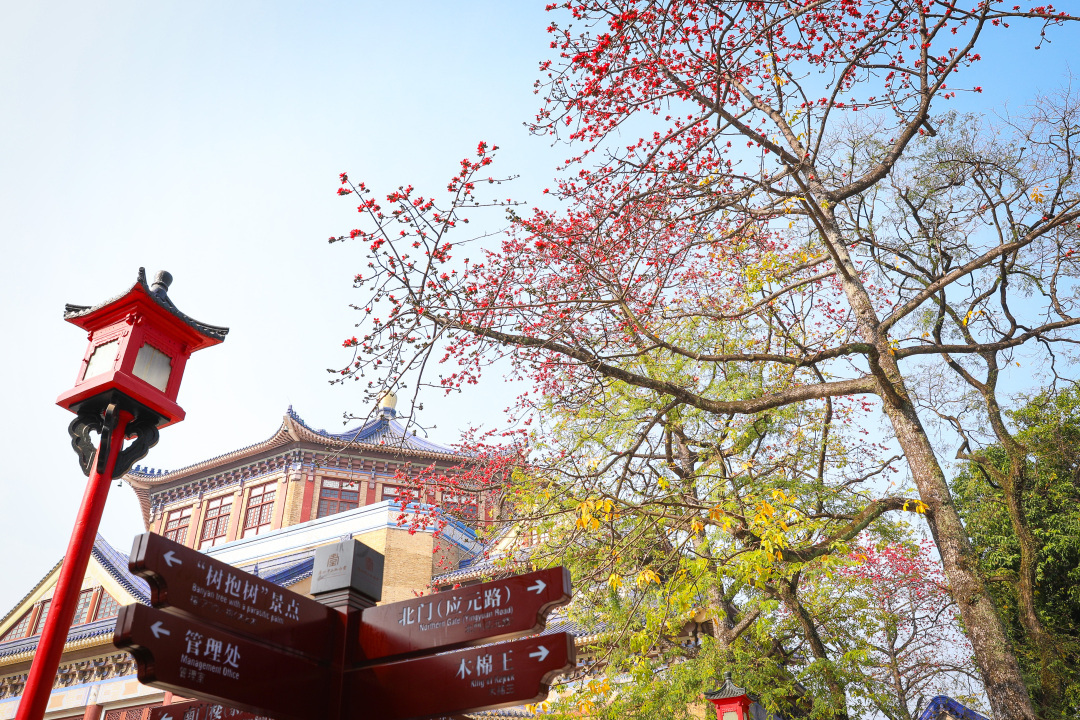 广州中山纪念堂木棉古树