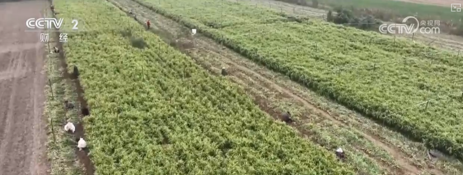 物丰价稳！多举措协同应对低温 保障百姓“菜篮子”无忧