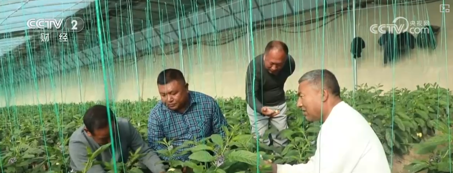 果蔬争“鲜”上市供销两旺 百姓冬季“菜篮子”“果盘子”消费需求有保障