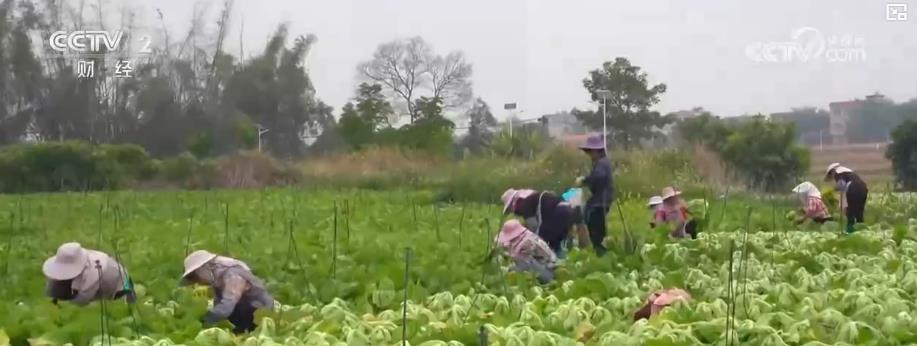 各地冬“鲜”持续上市 丰富百姓冬日菜篮子