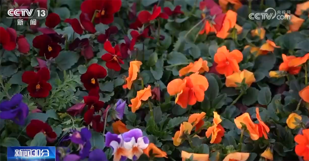 “年货经济”红红火火点燃消费活力 节前市场喜气洋洋升腾“烟火气”