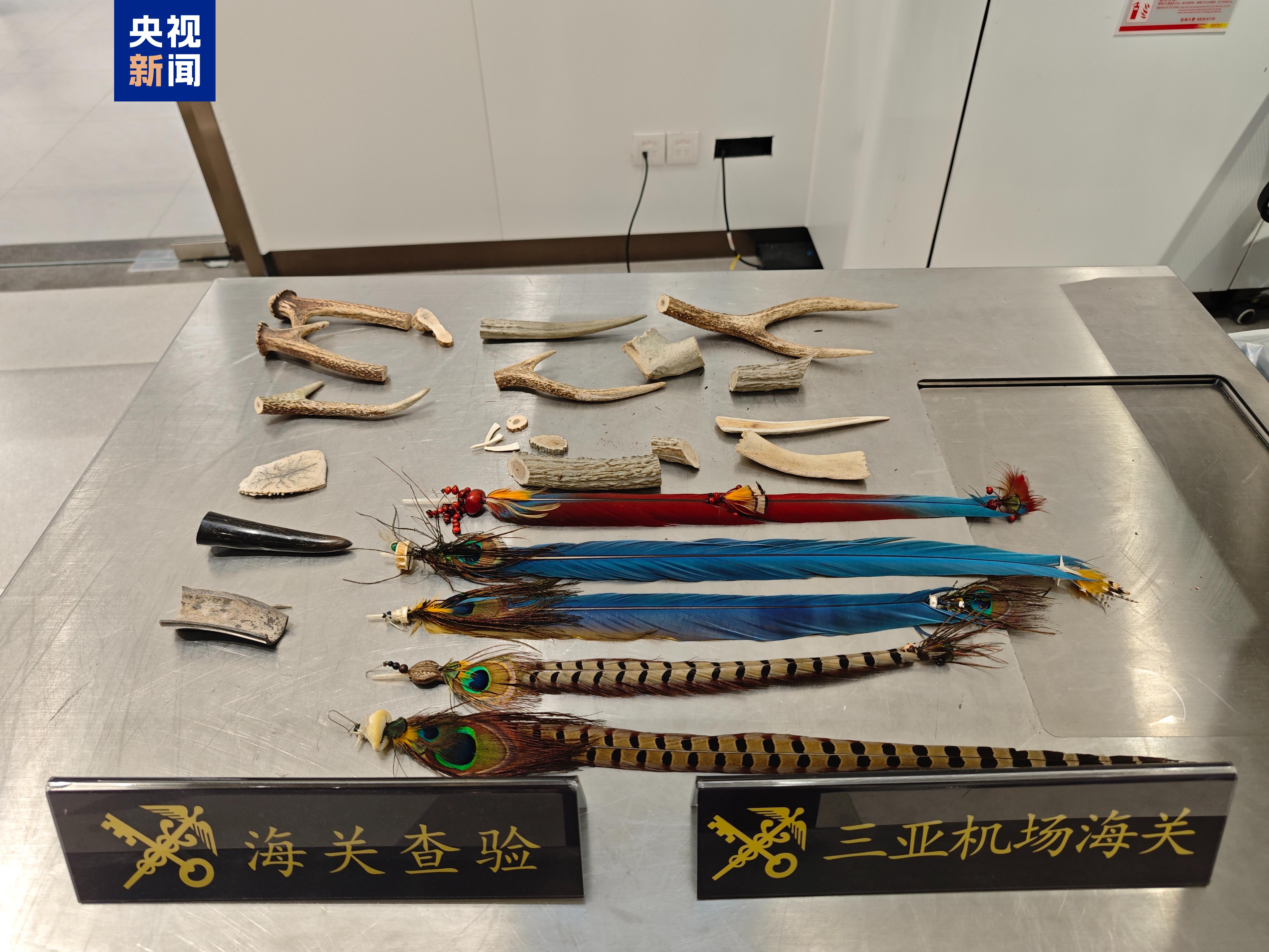 禁止非法携带！三亚机场海关查获多件保护野