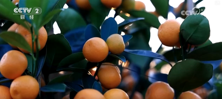 百年大集出圈圈粉海外游客 特色年货走俏“小而美”创新品类拓宽消费新场景