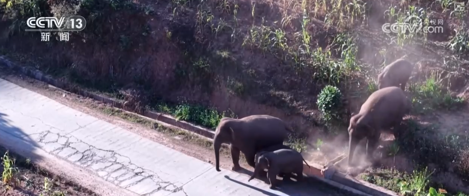 新春走基层 | 吉“象”如意！看不见的防