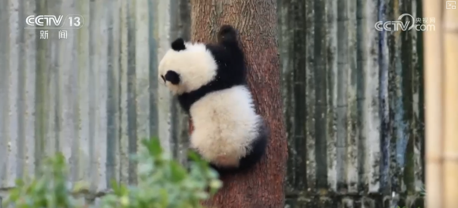 萌力报到！国宝大熊猫送上新春祝福