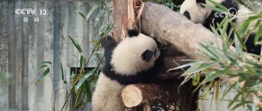 萌力报到！国宝大熊猫送上新春祝福