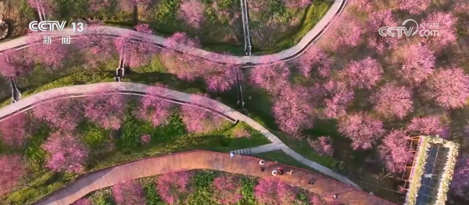 各地以“花”为媒点亮“美丽经济” 春日“颜值”加速转化为文旅“价值”