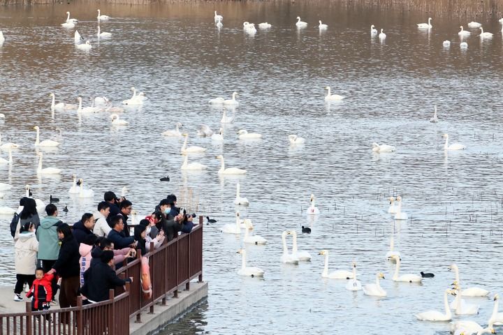 &emsp;&emsp;2025年12月20日，游人在河南省三门峡市天鹅湖国家城市湿地公园观赏天鹅。