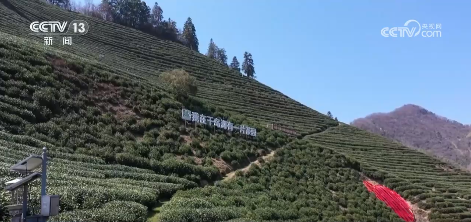 傳統茶文化“邂逅”年輕潮流 新風尚盡顯春