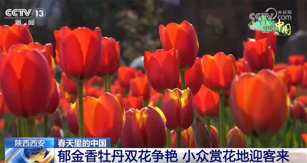 春日繁花处处景以“旅”兴农 “赏花经济”以花为媒激活乡村振兴新脉动