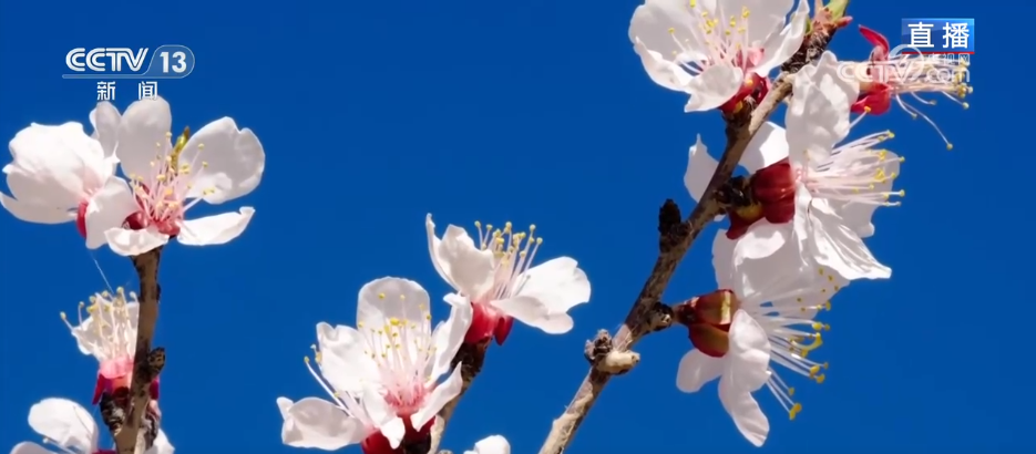 从“看花” 到“赏花+” 春日经济以“小而美”文旅业态撬动乡村大发展