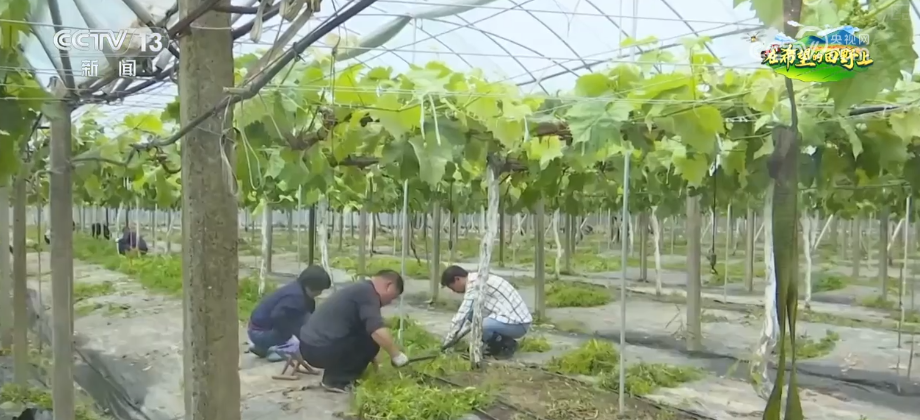 “智慧”管护瓜果抢“鲜”上市 农户乐享“早丰收”的甜蜜