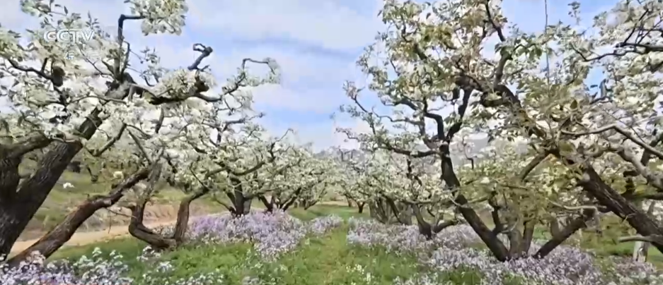 从单纯赏花到为花消费 “赏花经济”串联起文旅消费“芬芳产业链”