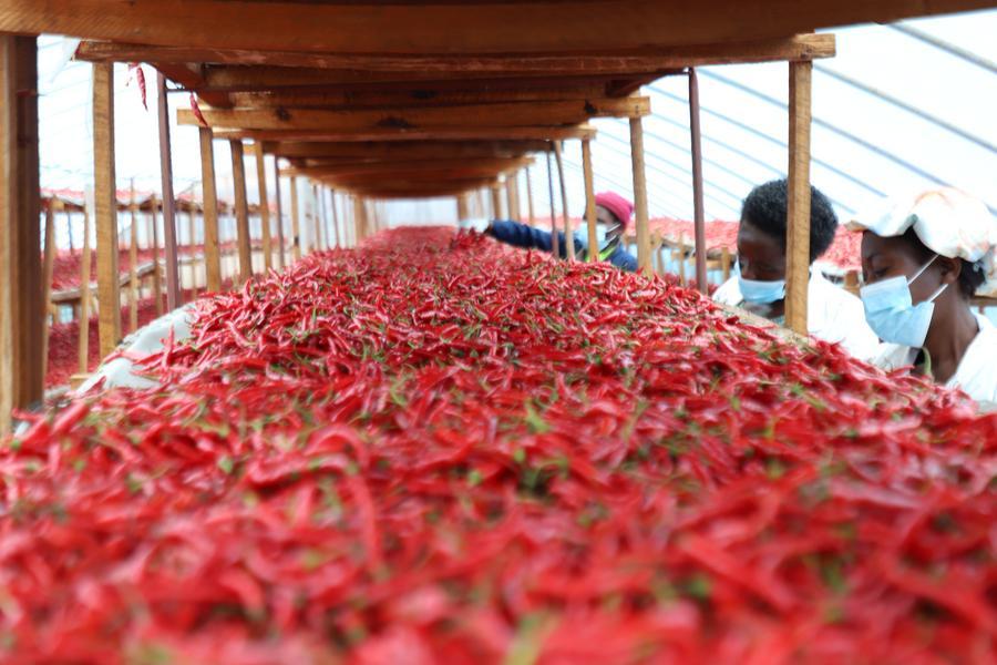 Workers work at the agricultural factory Fisher Global in the Rwamagana Industrial Park, Eastern Province, Rwanda, April 14, 2026. (Xinhua/Ju Yinhe)
