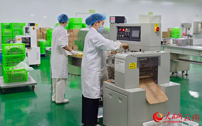 红河味来食品有限公司加工车间里,工人在加工果干。人民网 尹馨摄