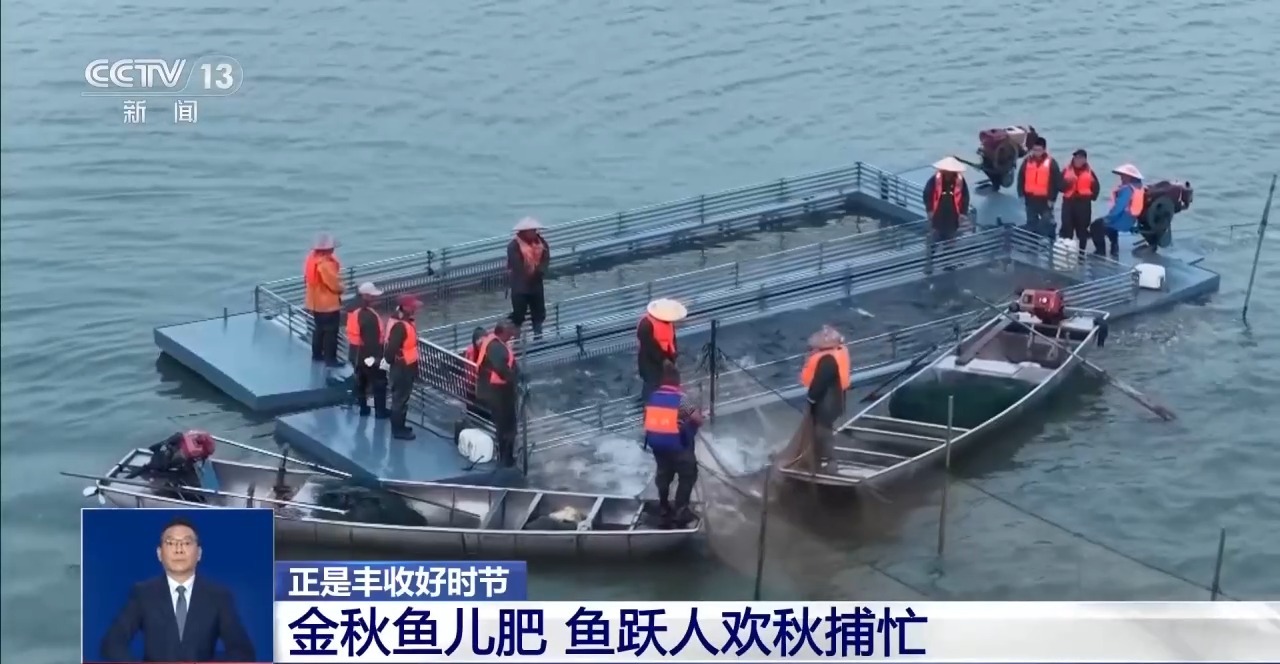 处处好“丰”景 水产捕捞、田间秋收齐上线