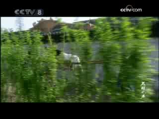 美丽无声 8集